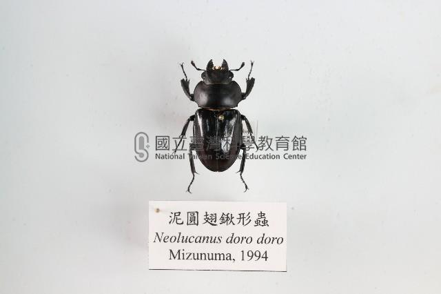 泥圓翅鍬形蟲藏品圖，第1張