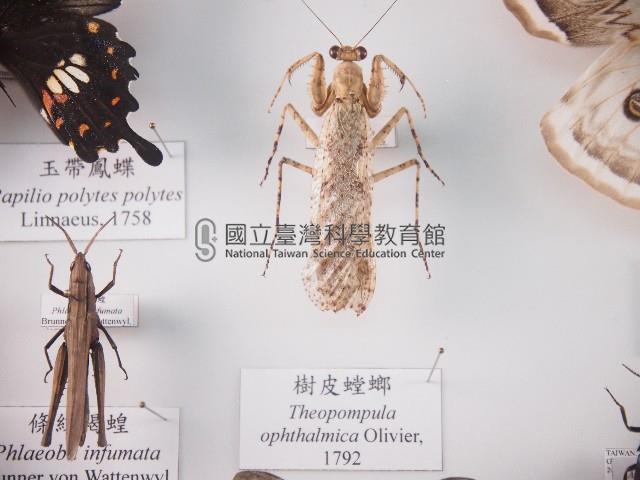 樹皮螳螂藏品圖，第1張