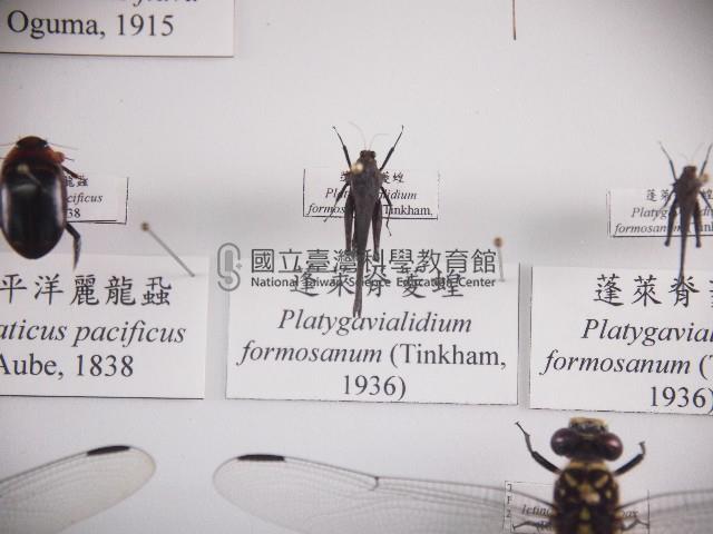 蓬萊脊菱蝗藏品圖，第1張