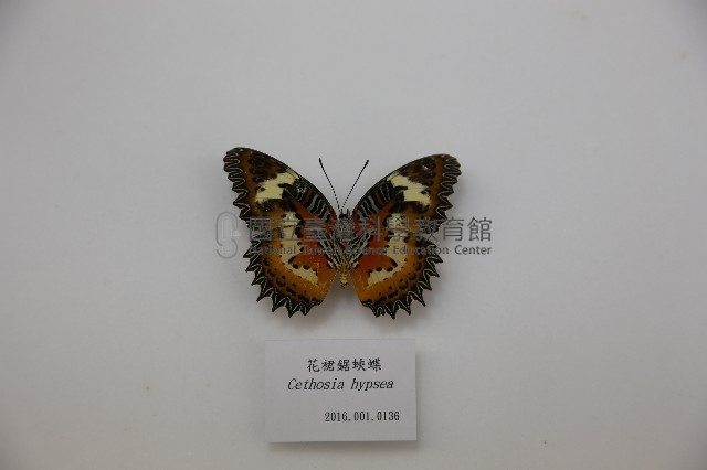 花裙鋸蛺蝶藏品圖，第1張