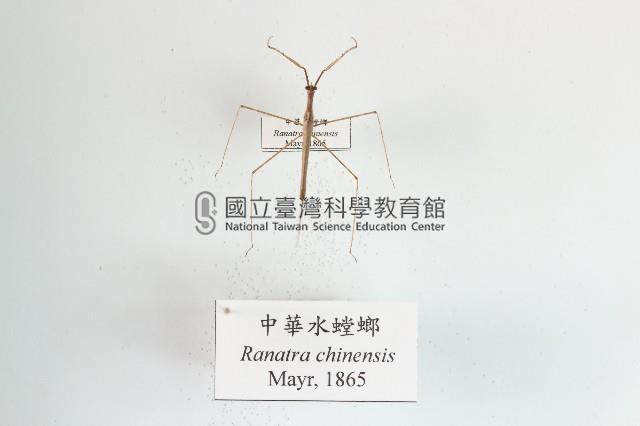 中華水螳螂藏品圖，第1張