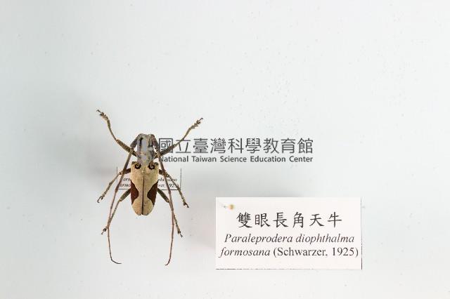 雙眼長角天牛藏品圖，第1張