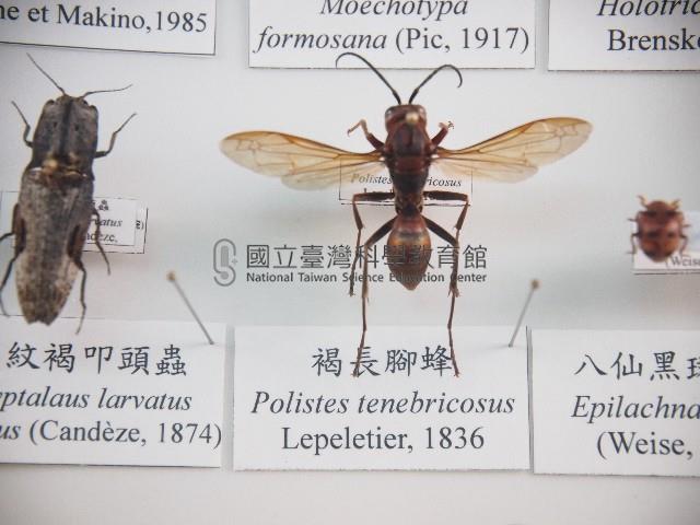 褐長腳蜂藏品圖，第1張