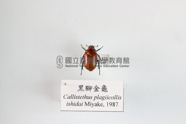 黑腳金龜藏品圖，第1張