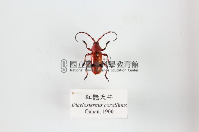 紅艷天牛藏品圖，第1張