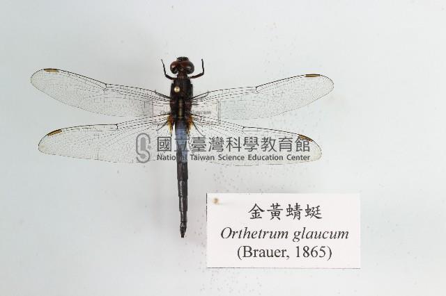 金黃蜻蜓藏品圖，第1張