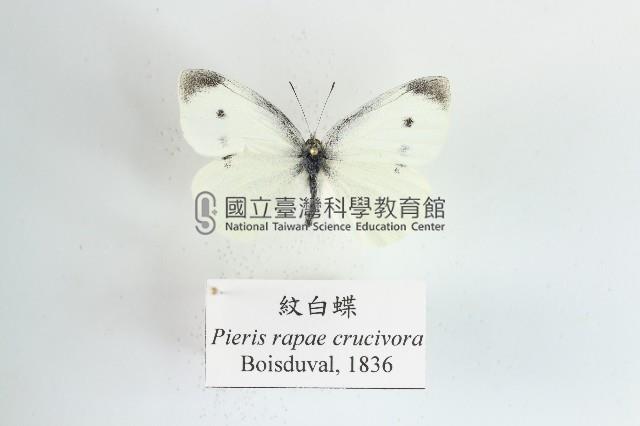 紋白蝶藏品圖，第1張