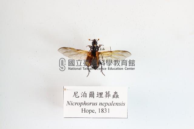 尼泊爾埋葬蟲藏品圖，第1張