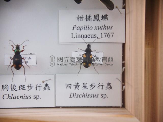 四黃星步行蟲藏品圖，第1張