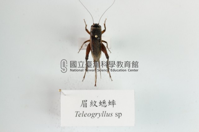 眉紋蟋蟀藏品圖，第1張