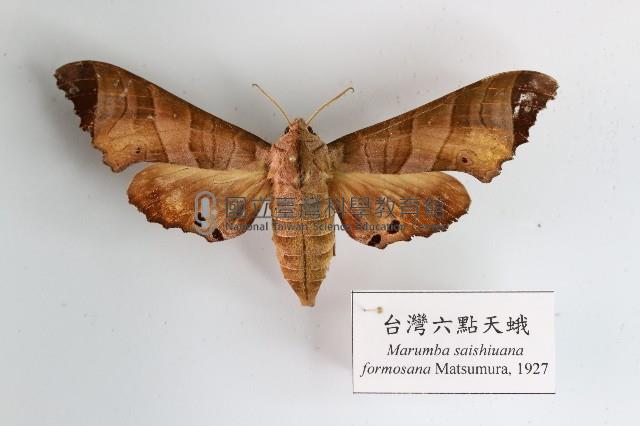 臺灣六點天蛾藏品圖，第1張