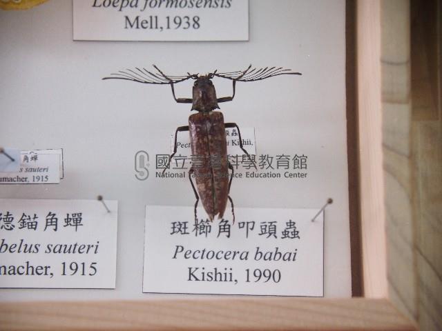 斑櫛角叩頭蟲藏品圖，第1張