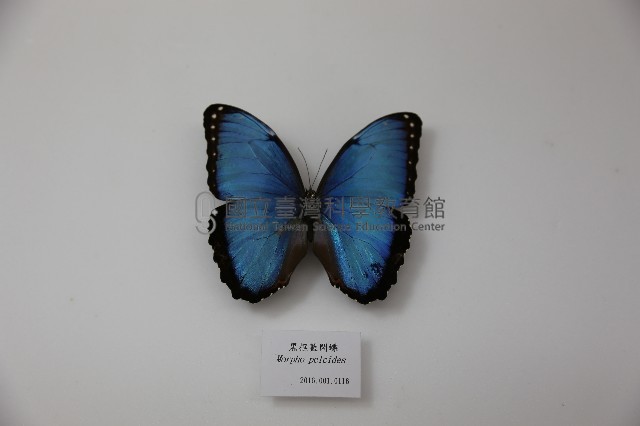 黑框藍閃蝶藏品圖，第1張