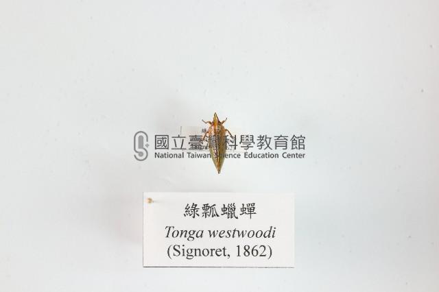 綠瓢蠟蟬藏品圖，第1張