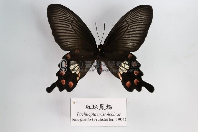 紅珠鳳蝶藏品圖，第1張