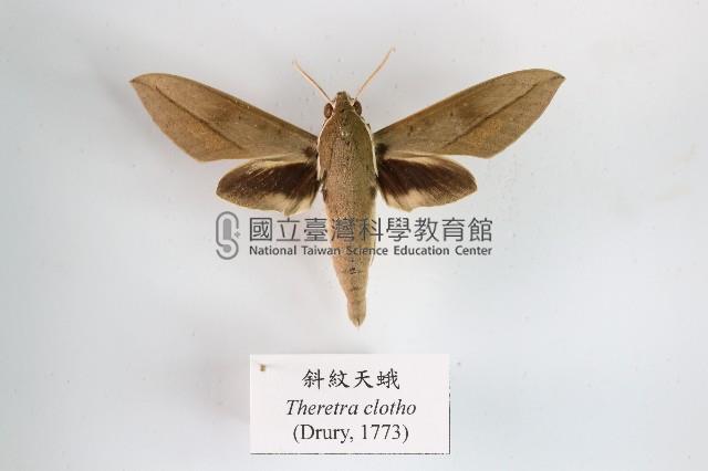 斜紋天蛾藏品圖，第1張