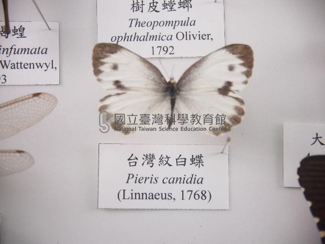 臺灣紋白蝶藏品圖，第1張