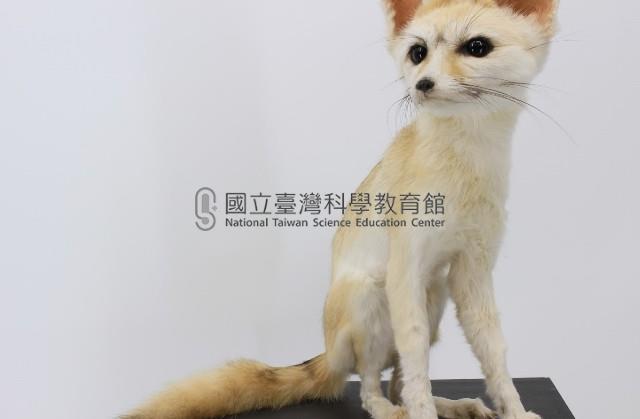 耳廓狐標本藏品圖，第1張