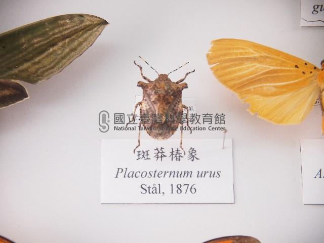 斑莽椿象藏品圖，第1張