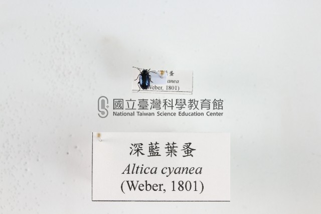 深藍葉蚤藏品圖，第1張