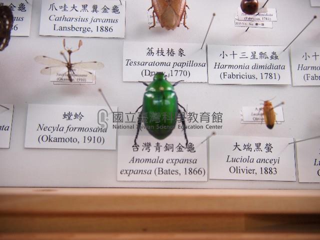 臺灣青銅金龜藏品圖，第1張