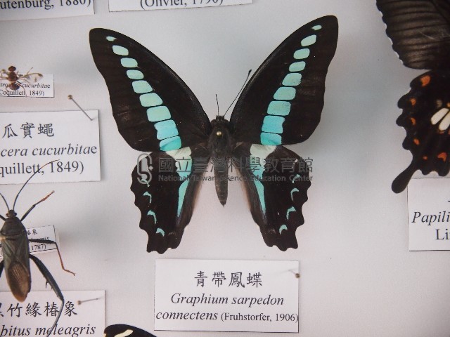 青帶鳳蝶藏品圖，第1張