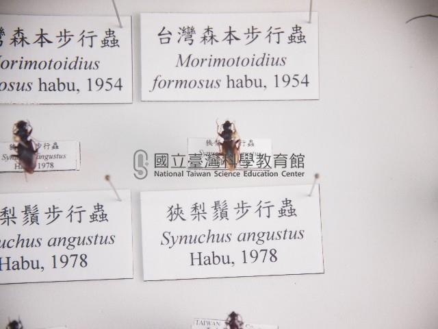 狹梨鬚步行蟲藏品圖，第1張