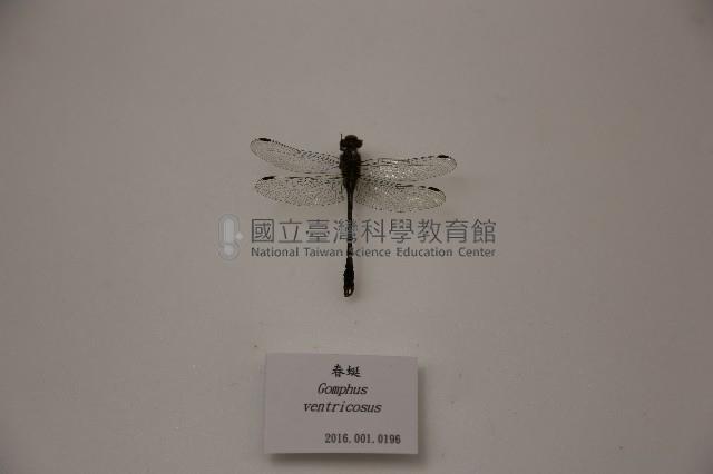 春蜓藏品圖，第1張