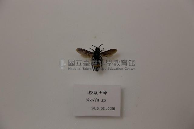 橙頭土蜂藏品圖，第1張