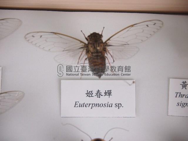 姬春蟬藏品圖，第1張