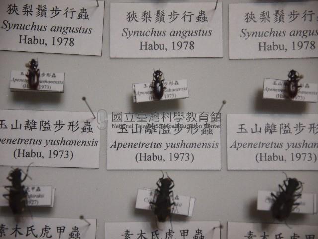 玉山離隘步形蟲藏品圖，第1張