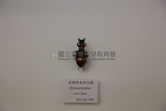 青胸黃金步行蟲藏品圖，第1張