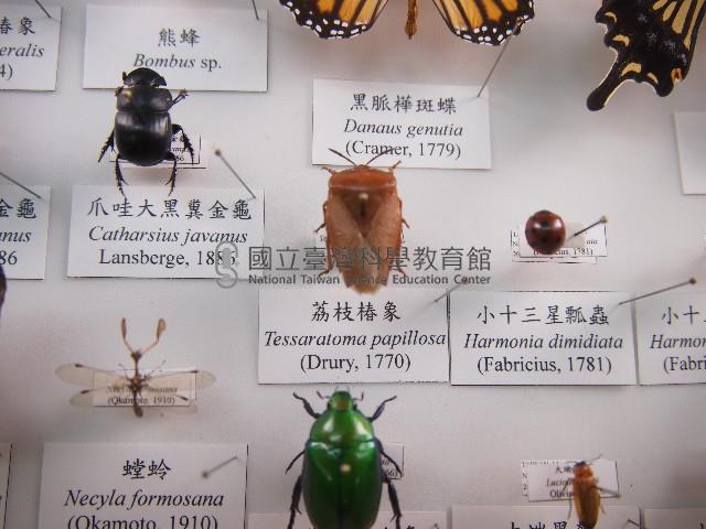 荔枝椿象藏品圖，第1張