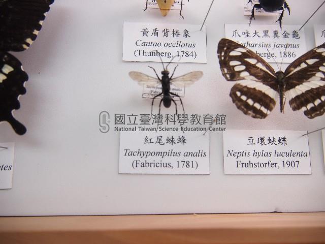 紅尾蛛蜂藏品圖，第1張