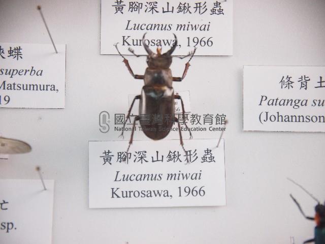 黃腳深山鍬形蟲藏品圖，第1張
