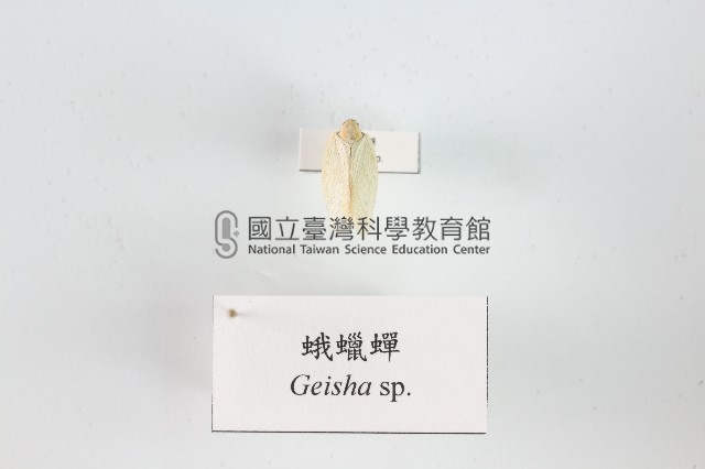 蛾蠟蟬藏品圖，第1張