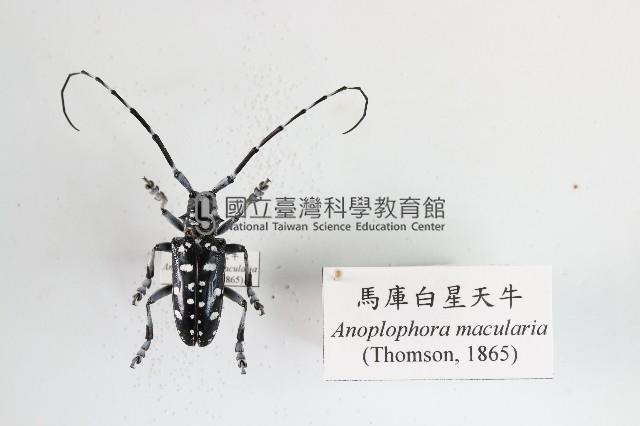 馬庫白星天牛藏品圖，第1張