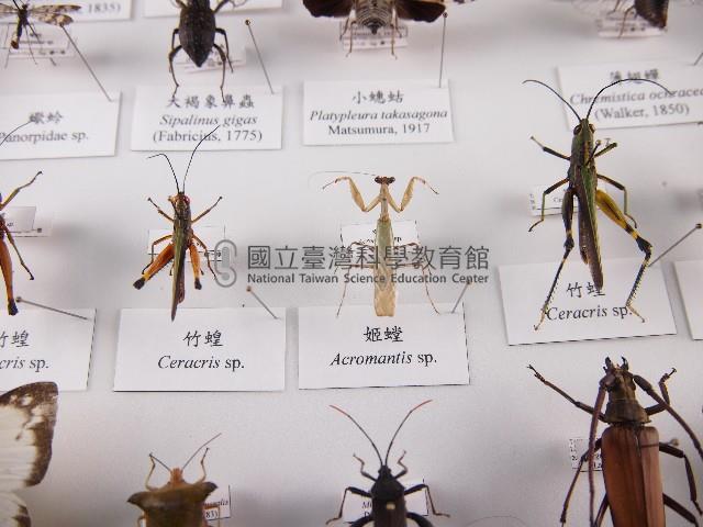 姬螳藏品圖，第1張