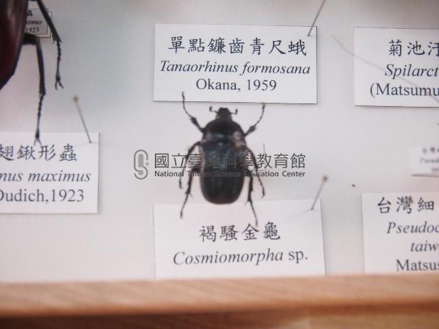 褐騷金龜藏品圖，第1張