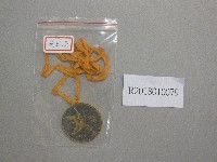 師大XXI1967第1名獎牌藏品圖，第1張