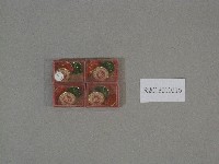 徽章紀念品-中國瀋陽體育學院贈藏品圖，第1張