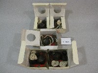 陀螺組藏品圖，第1張