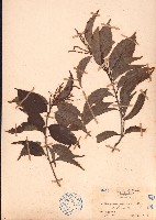 臺灣苦櫧藏品圖，第1張