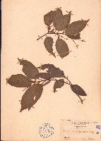 臺灣苦櫧藏品圖，第1張