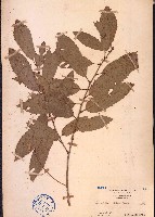 麻櫟藏品圖，第1張