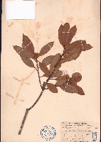 櫟子青岡、櫟子椆藏品圖，第1張