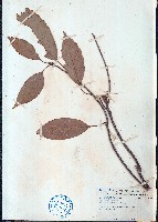 櫟子青岡、櫟子椆藏品圖，第1張