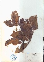 櫟子青岡、櫟子椆藏品圖，第1張