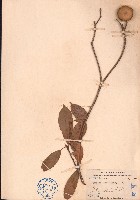 煙斗柯、煙周椆藏品圖，第1張