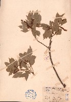 煙斗柯、煙周椆藏品圖，第1張